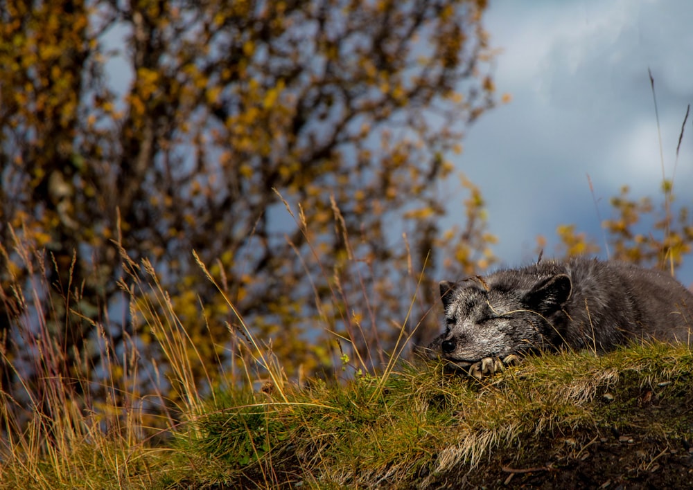 short-coated gray dog under gray sky