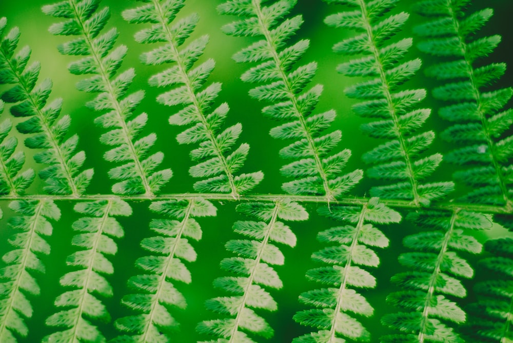 closeup photography of green leaf plant