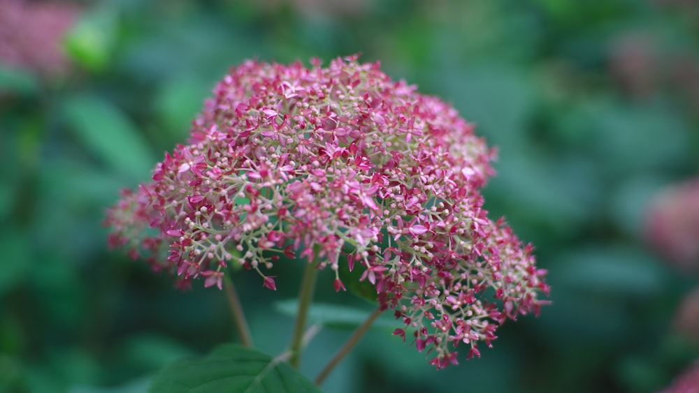 selective focus photography of pink encrusted flower