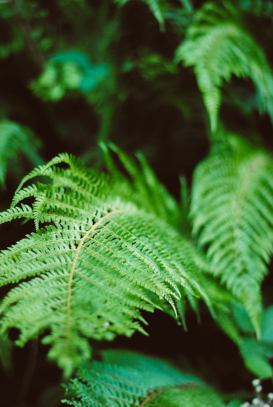 closeup photography of green fern plant