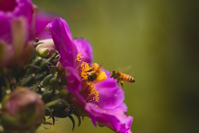 Two bees are interacting with a vibrant pink flower, collecting pollen. The flower is detailed with delicate petals and rich yellow pollen, set against a blurred green background.