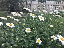 A garden scene with numerous white daisies featuring bright yellow centers, growing amidst rich green leaves. The white picket fence in the background gives a classic and homely touch. The overall setting is lush and serene, filled with blooming flowers and green foliage.