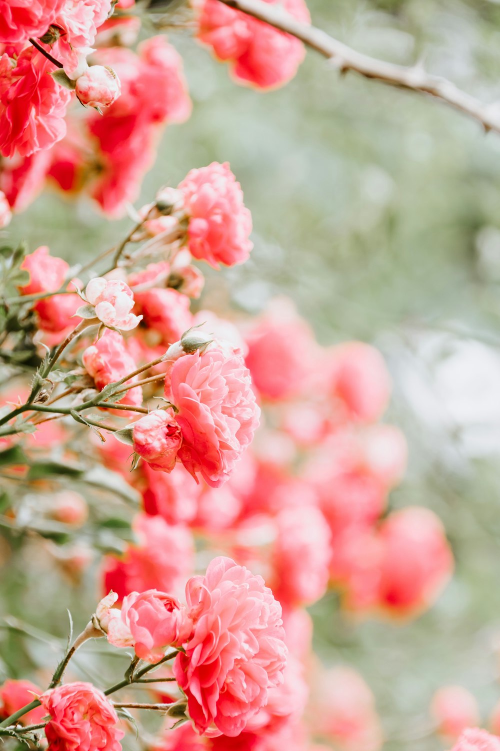 red flowers