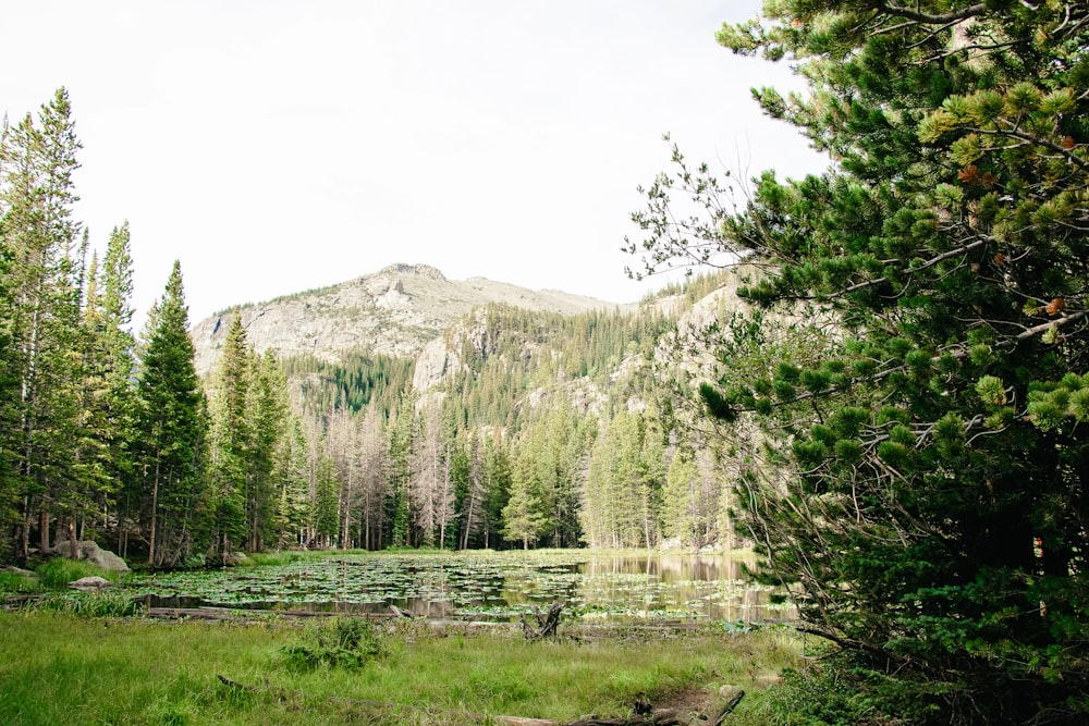 body of water surrounded by forest