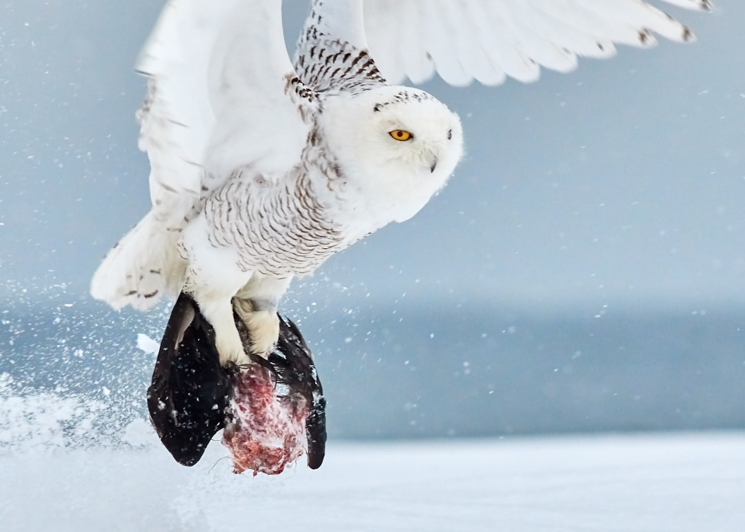 white and black owl