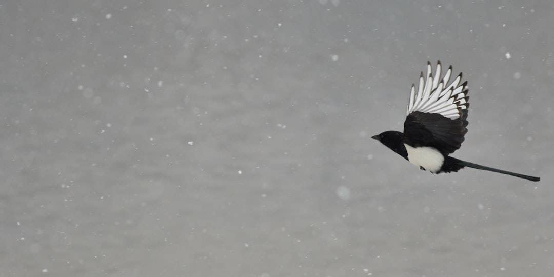 Snowy day, I got a great shot that a magpie flying away.