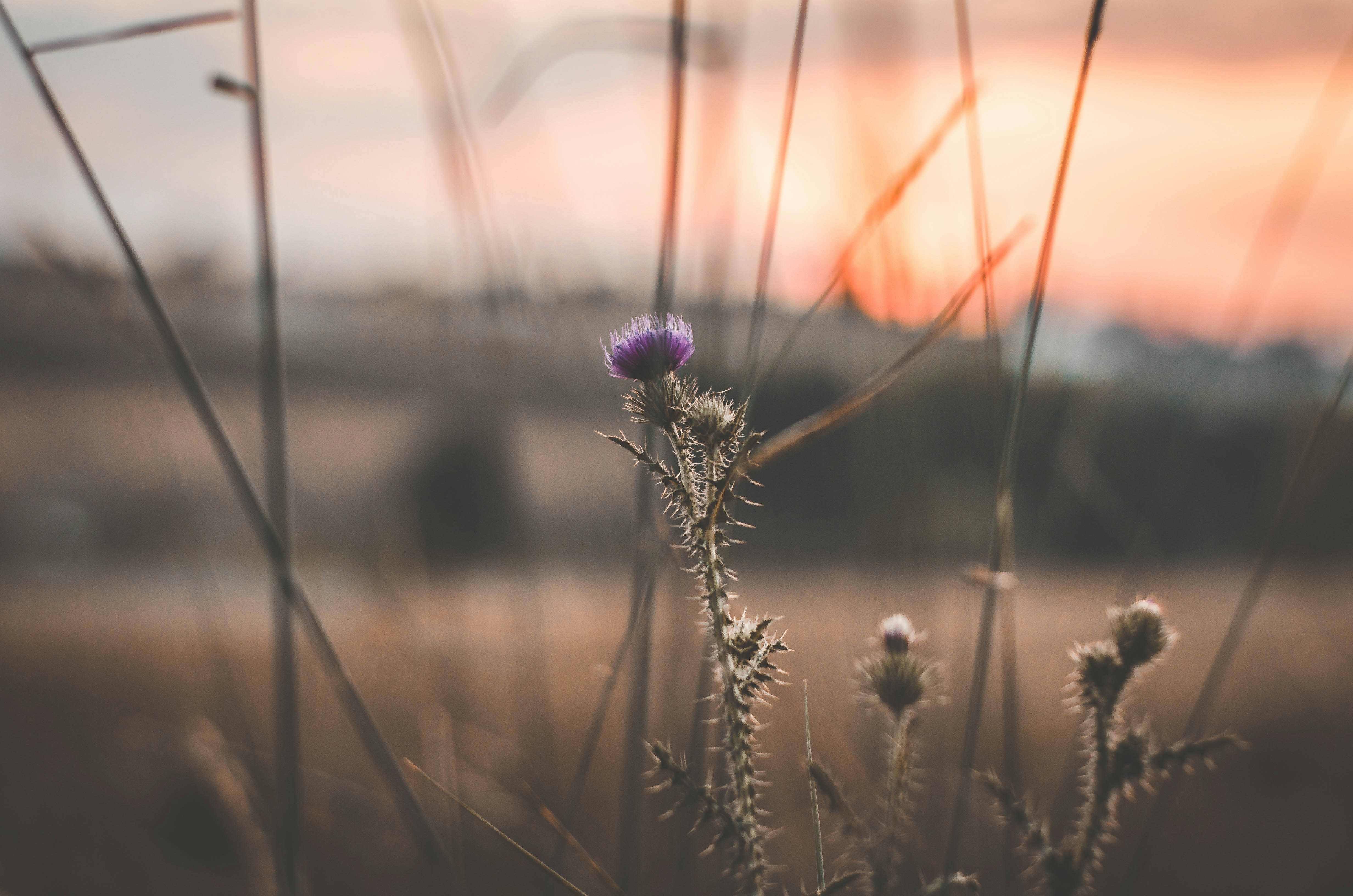 selective focus photography of purple peatled flower