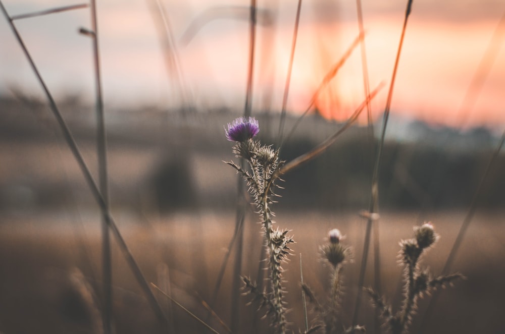 fotografia de foco seletivo da flor de turfa roxa