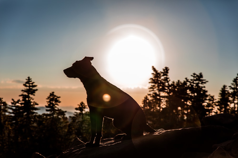 silhouette photo of dog on rock near trees