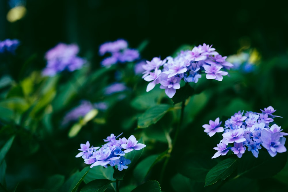 shallow focus photography of blue flowers