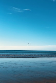 A calm ocean scene with a pastel blue sky and a single white dove flying overhead.