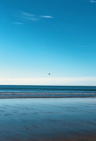 A calm ocean scene with a pastel blue sky and a single white dove flying overhead.