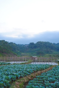 A lush agricultural landscape with rows of green leafy vegetables growing in the foreground. In the midground, a small wooden shed is surrounded by poles, possibly used for supporting plants. Background features rolling hills and dense green forests under a blue sky with some cloud cover.