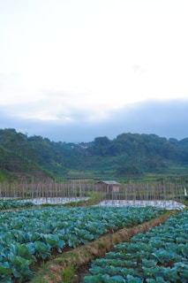 A lush agricultural landscape with rows of green leafy vegetables growing in the foreground. In the midground, a small wooden shed is surrounded by poles, possibly used for supporting plants. Background features rolling hills and dense green forests under a blue sky with some cloud cover.