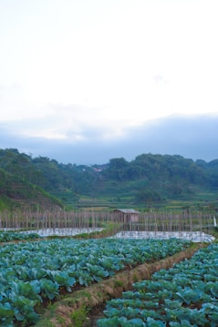 A lush agricultural landscape with rows of green leafy vegetables growing in the foreground. In the midground, a small wooden shed is surrounded by poles, possibly used for supporting plants. Background features rolling hills and dense green forests under a blue sky with some cloud cover.