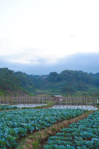 A lush agricultural landscape with rows of green leafy vegetables growing in the foreground. In the midground, a small wooden shed is surrounded by poles, possibly used for supporting plants. Background features rolling hills and dense green forests under a blue sky with some cloud cover.