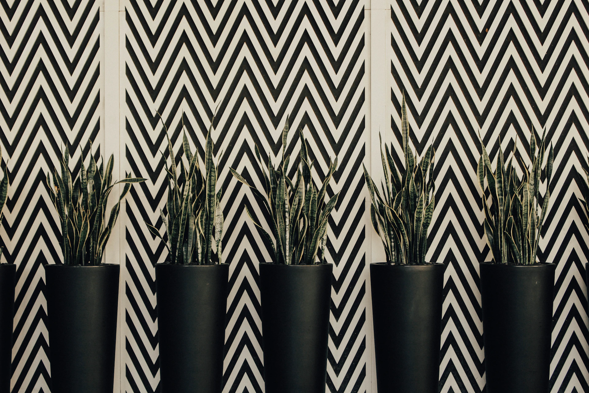 five viper's bowstring plants