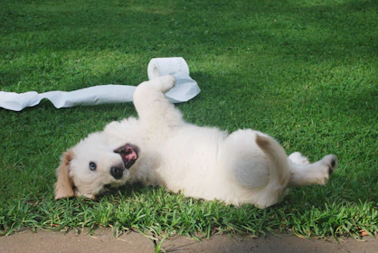 white puppy rolling on green grass