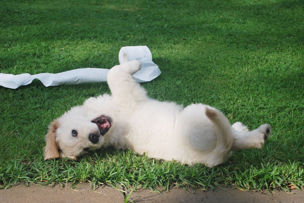 Cucciolo bianco che rotola sull'erba verde