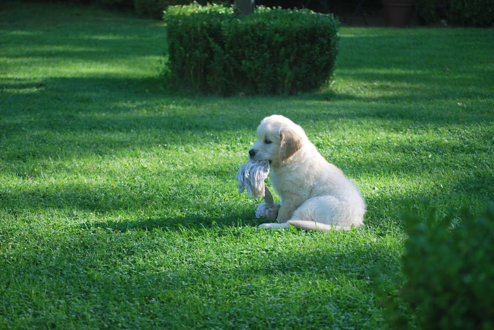 short-coated white puppy on green field