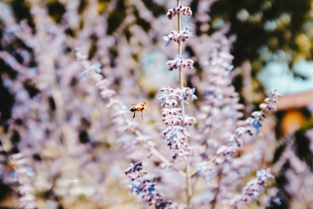 macro photography of yellow jacket flying near white flowers