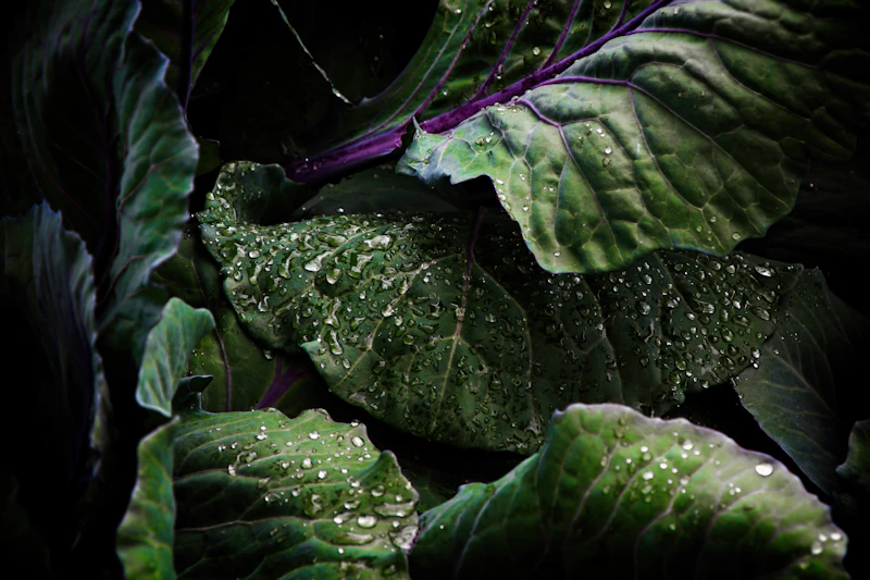 Rainwater Harvesting Filtration