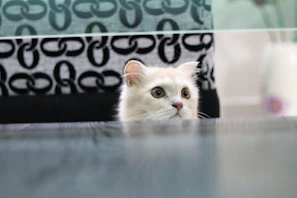 A stylish cat wearing a handmade shirt with geometric designs perched on a wooden table