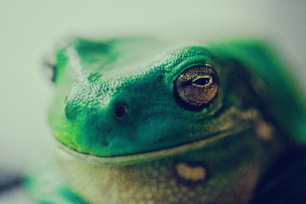 Lézard vert photographie en gros plan