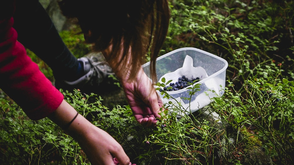 woman picking fruits during daytime