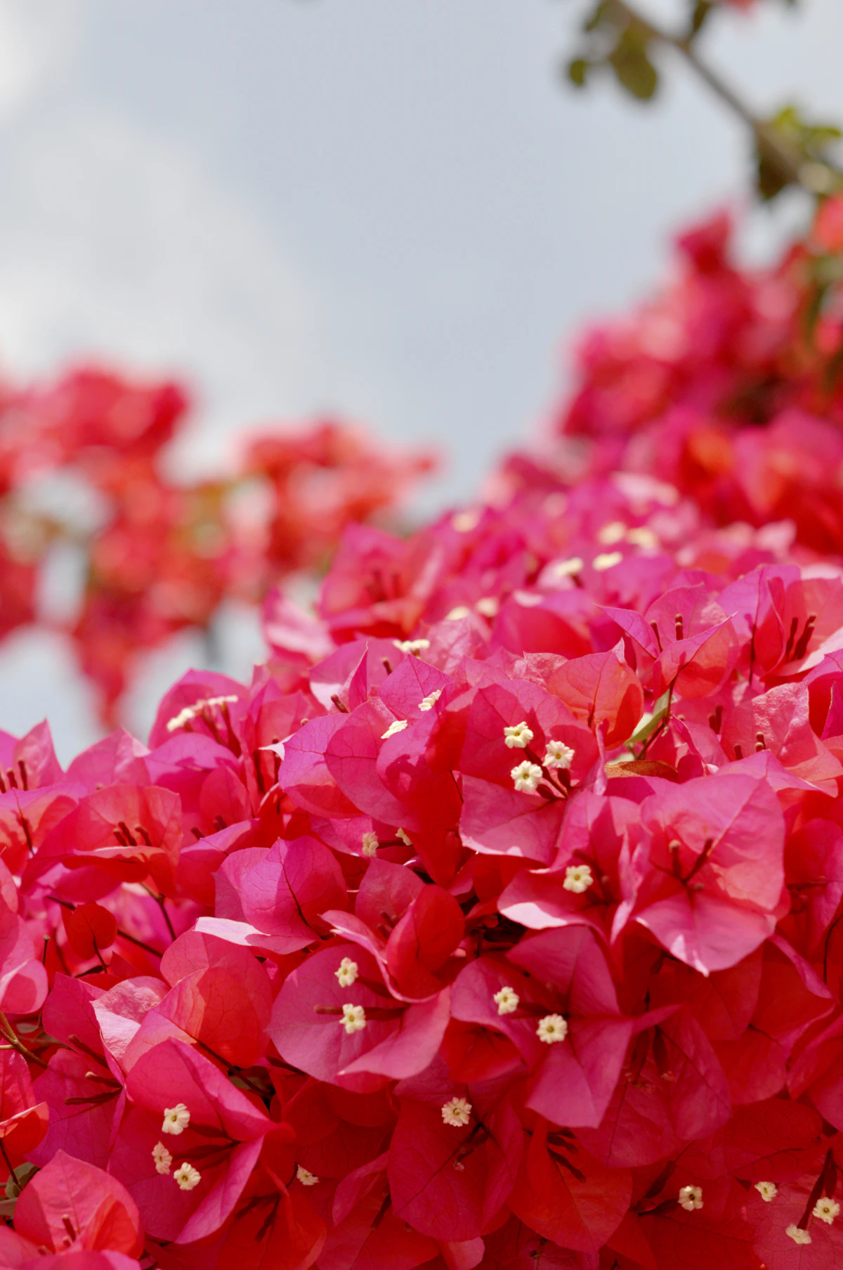 Bright pink bougainvillea bracts in close-up