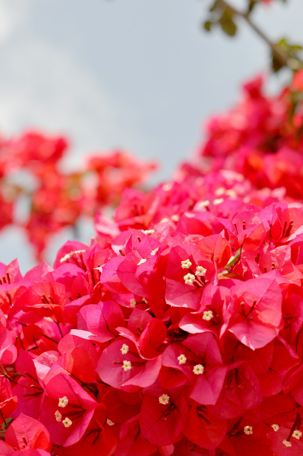 selective focus photo of pink bougainvillea flowers