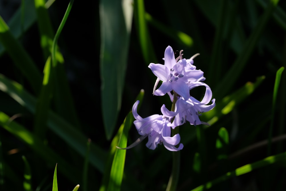 selective focus photo of purple petaled flowers