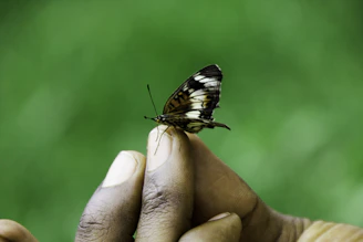 A scientist carefully examining a rare butterfly in a vibrant meadow, highlighting biodiversity research.