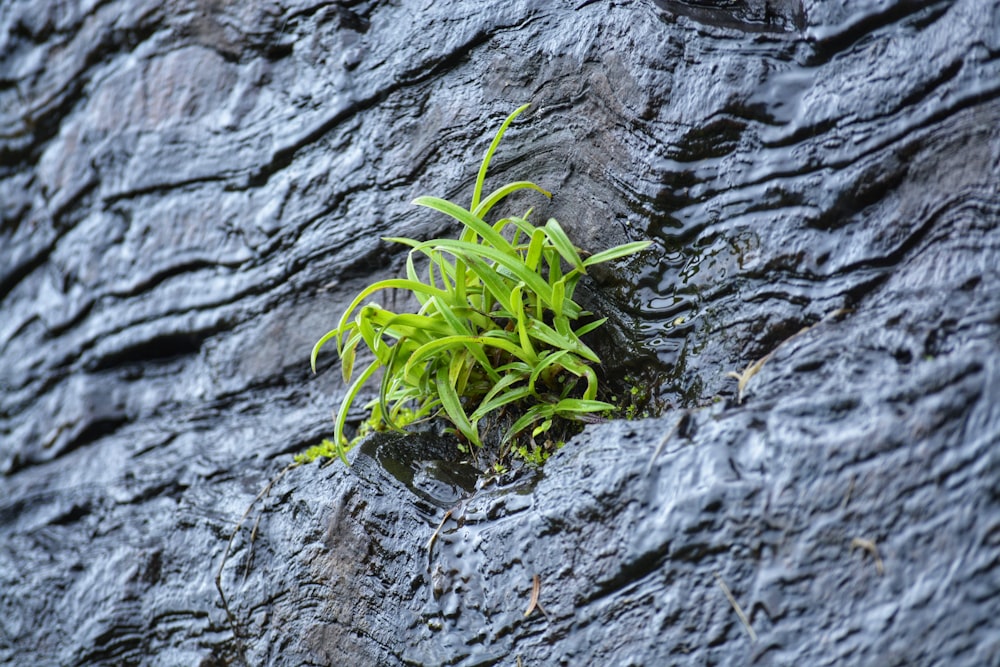 green plant on black surface