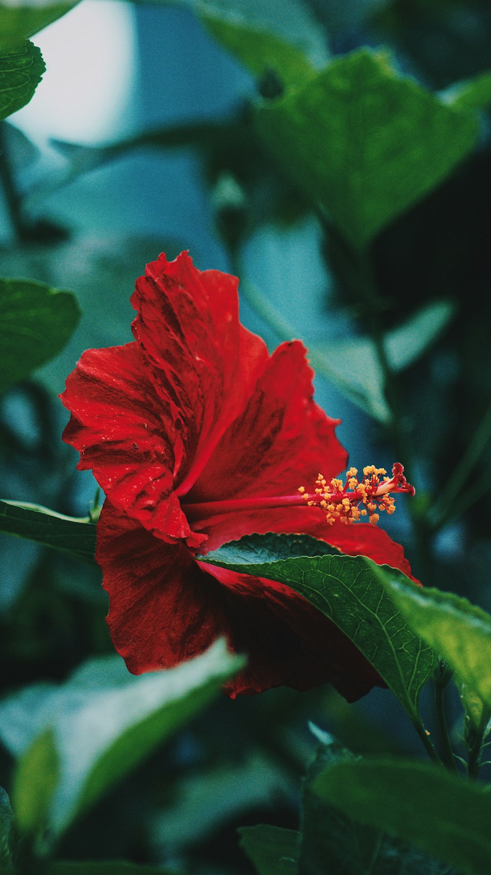 Fotografía macro de flor de hibisco rojo