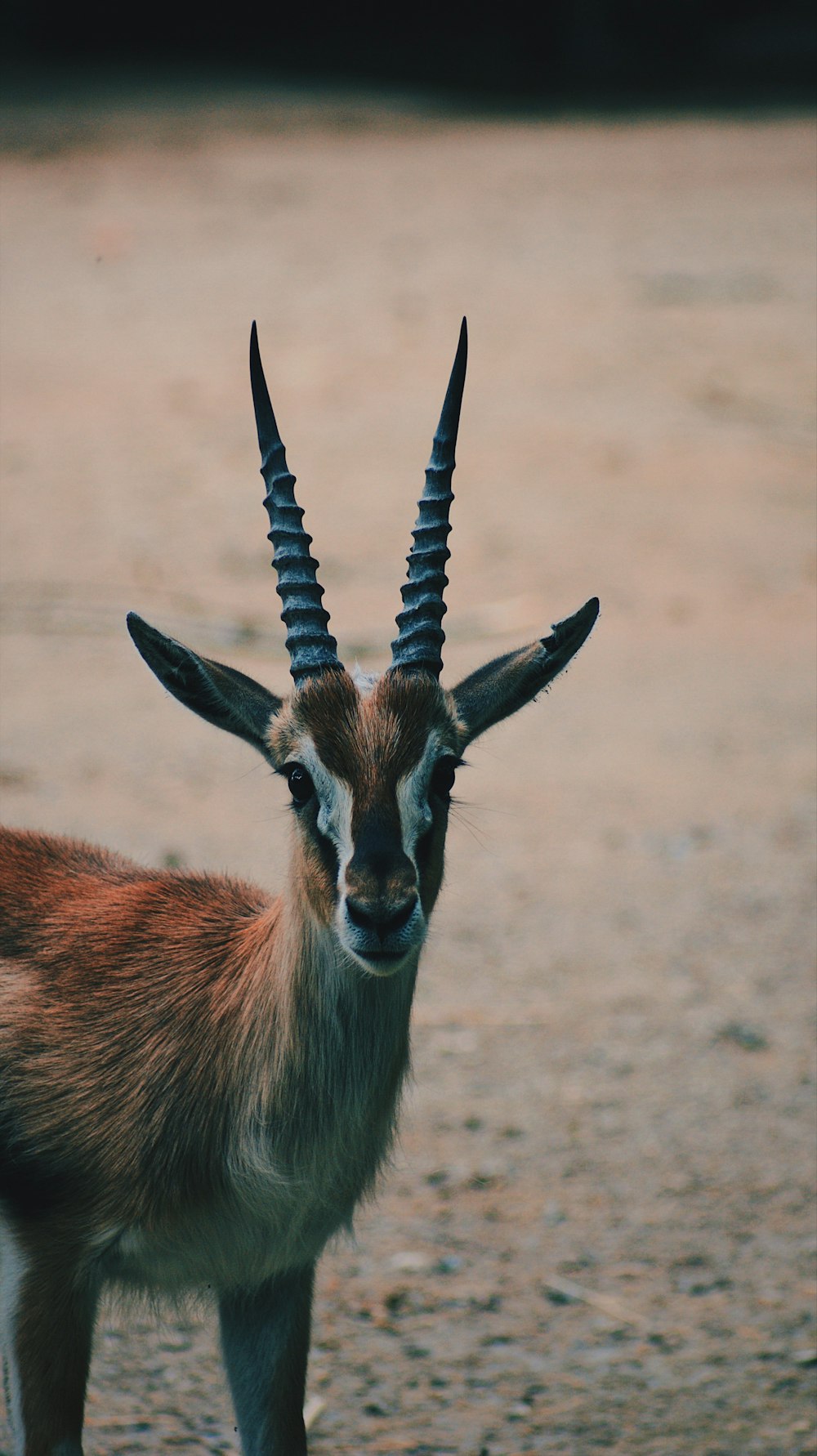 brown deer