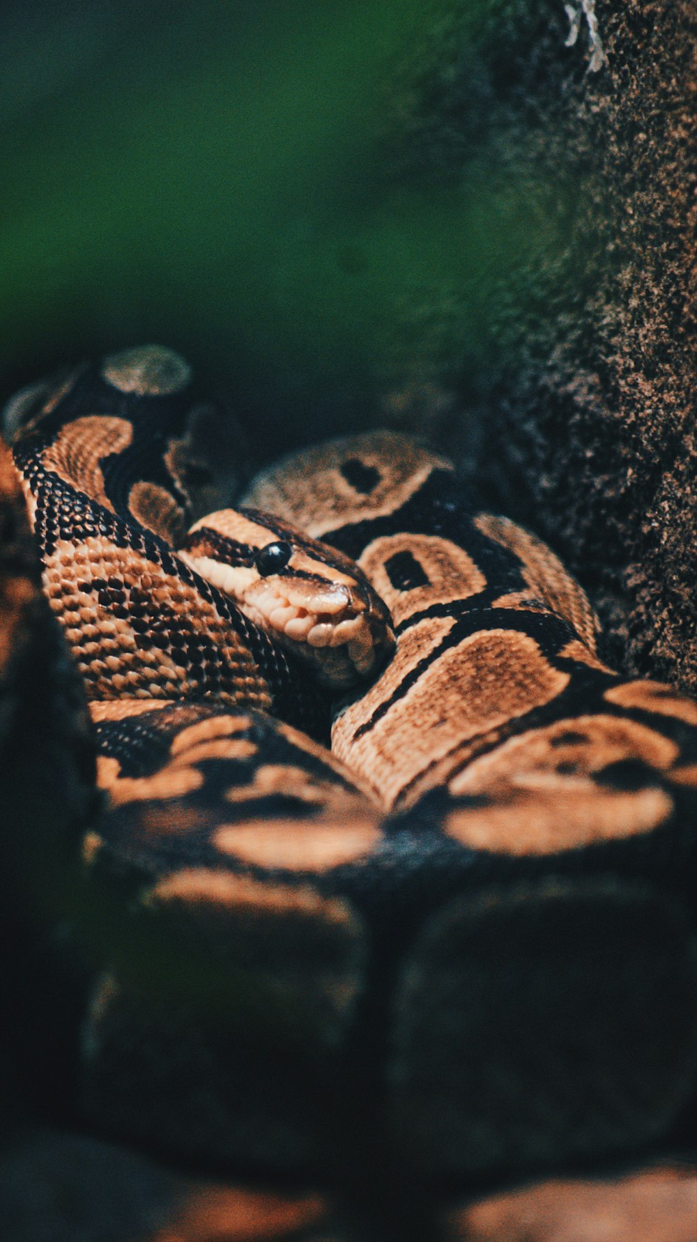 brown ball python