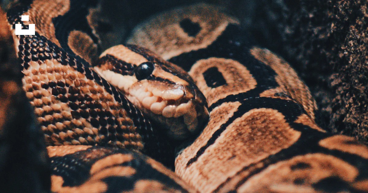 Brown ball python photo – Free Netherlands Image on Unsplash