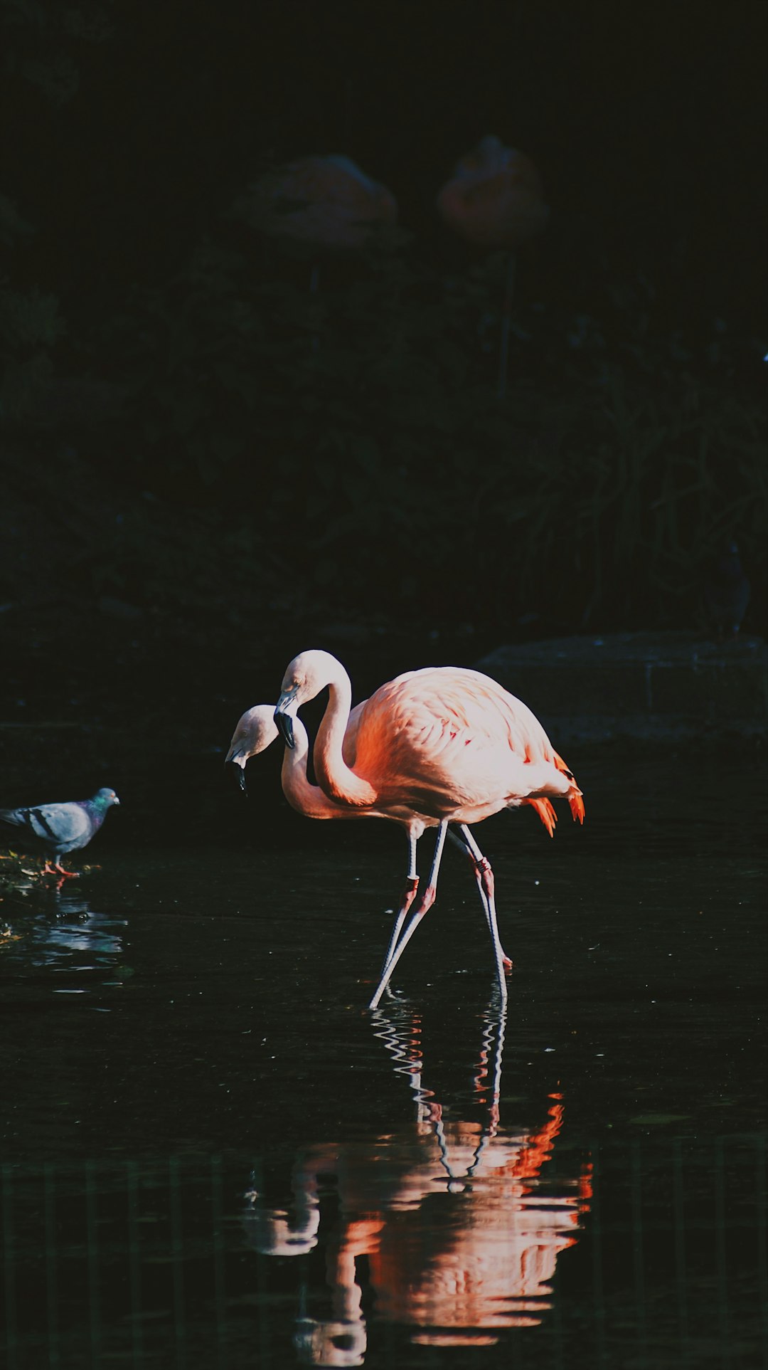 Wildlife photo spot ARTIS Hollandsche Rading