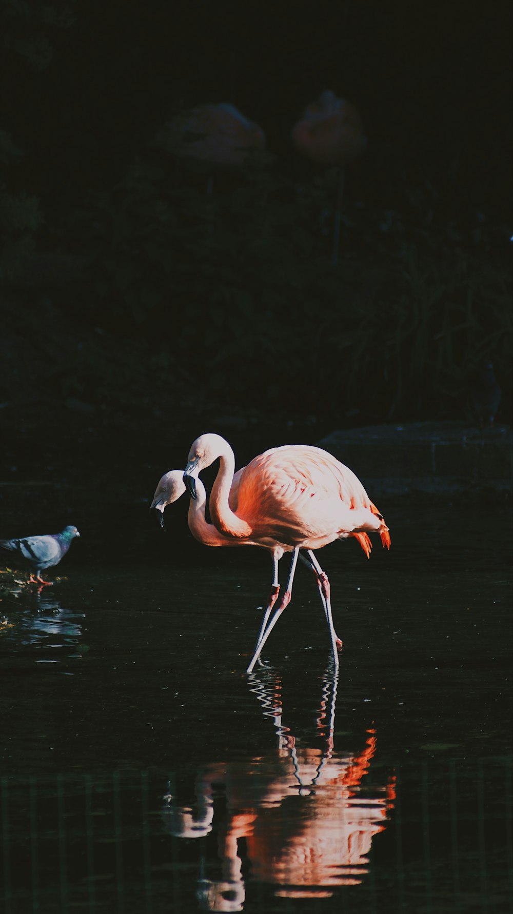 two lesser flamingos