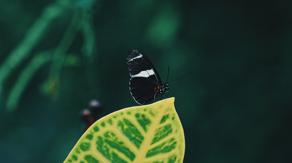selective focus photography of white admiral butterfly