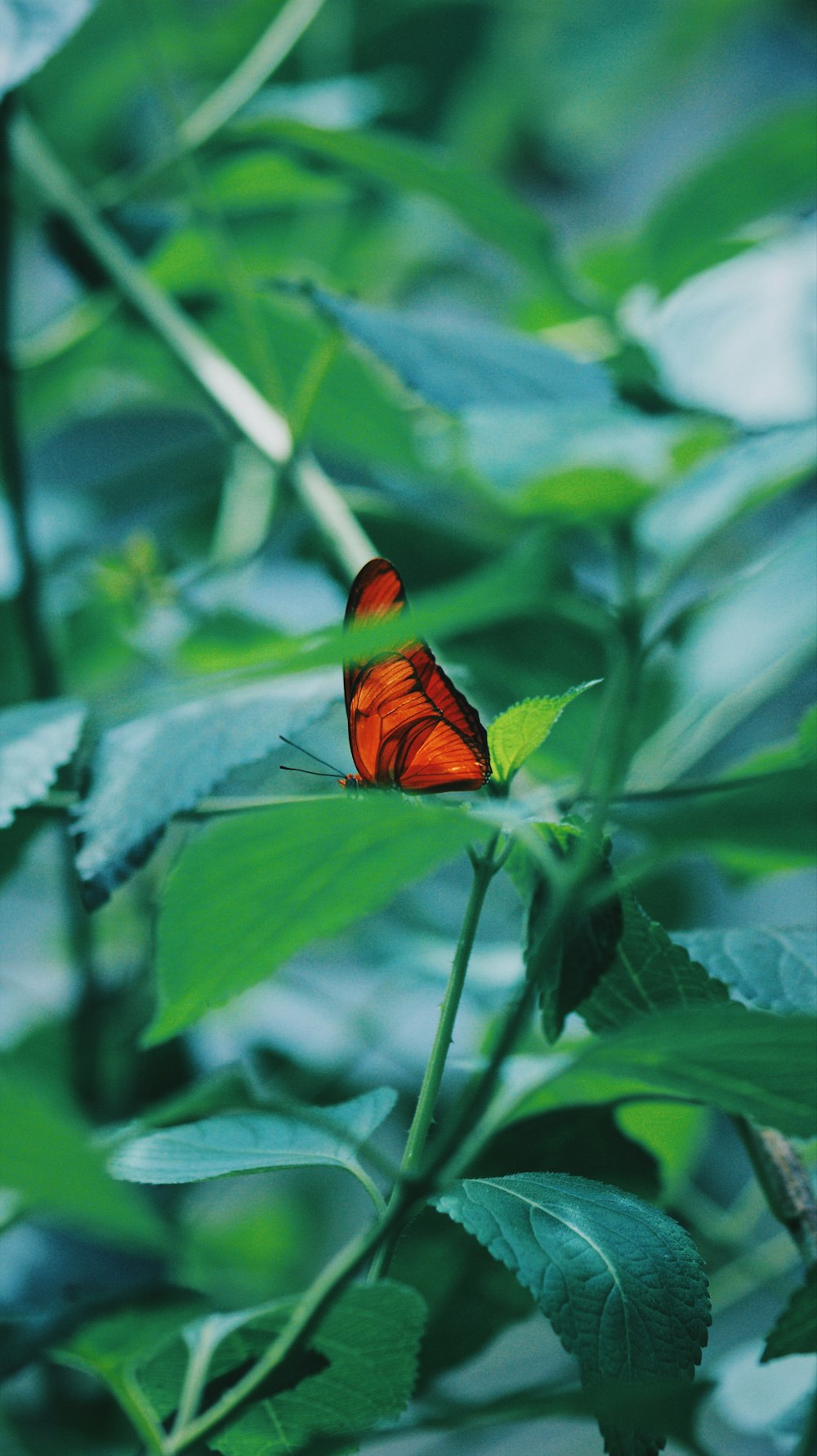 mariposa marrón sobre hojas verdes