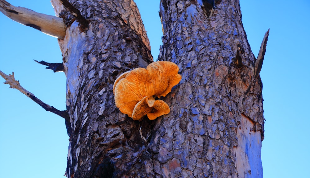 flor de pétala laranja