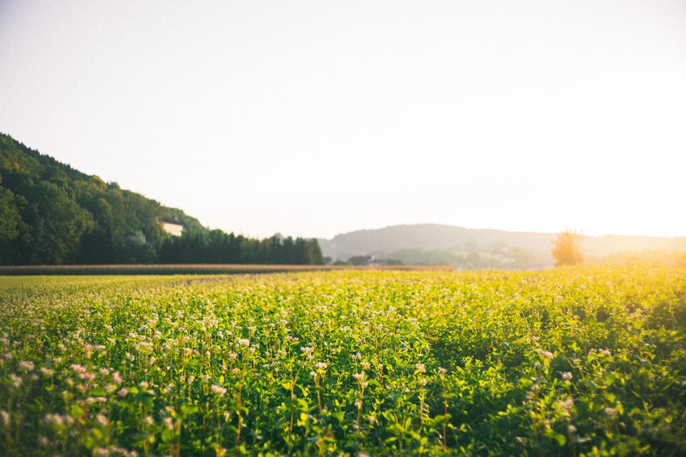 photo of green field during daytime