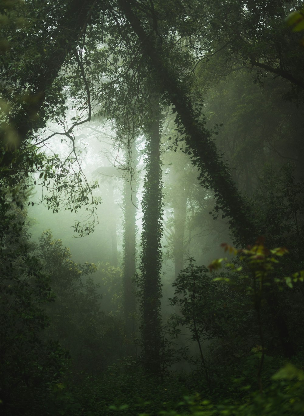 Grüner Wald mit Nebel