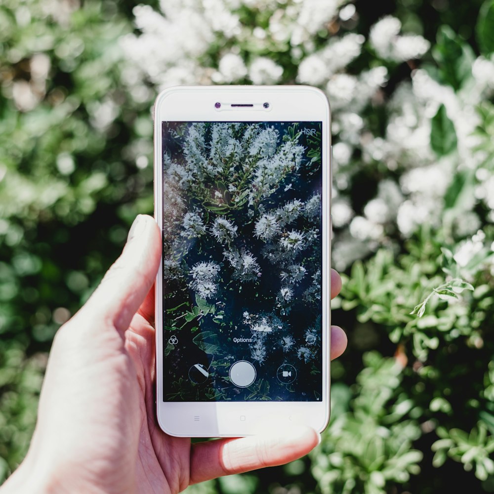 Cámara de teléfono inteligente que muestra la planta