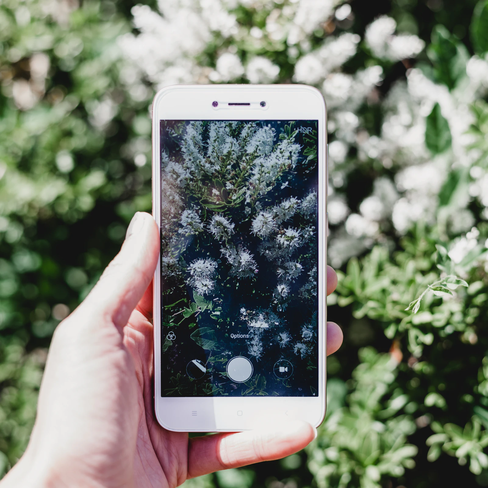 A smartphone displaying a plant photograph during identification