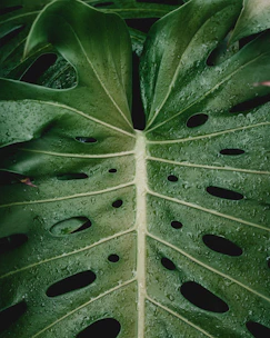 Monstera leaf with water droplets highlighting its unique holes.