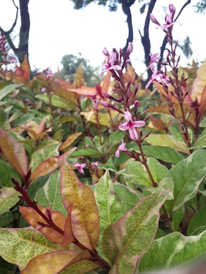 High-definition image of a lush animated infinite garden with detailed flowers and leaves.