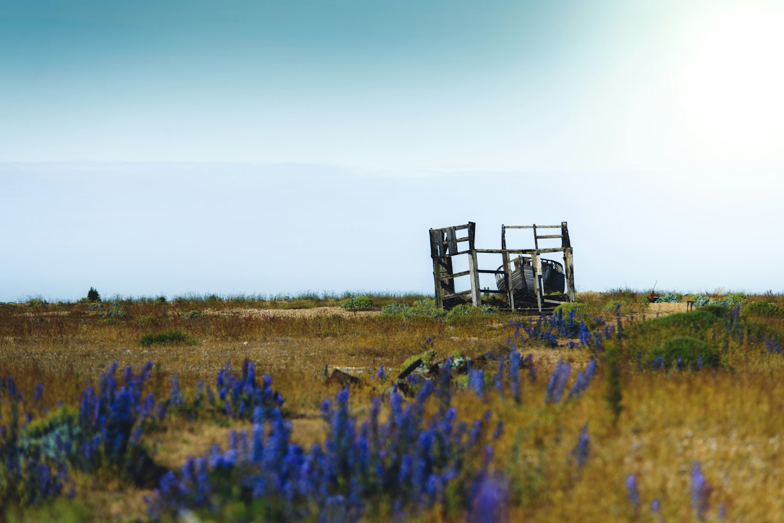 Nikon D810 + Nikon AF Nikkor 80-400mm F4.5-5.6D ED VR sample photo. Blue petaled flowers during photography